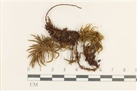 登錄號:B00013469藏品圖，第1張