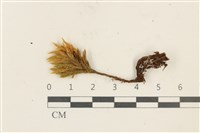 登錄號:B00013470藏品圖，第1張