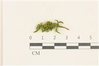 登錄號:B00013471藏品圖，第1張