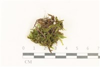 登錄號:B00013474藏品圖，第1張