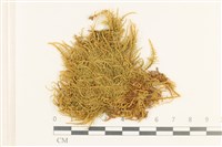 登錄號:B00013475藏品圖，第1張