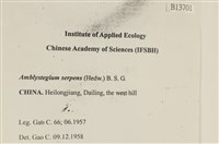 柳葉蘚藏品圖，第2張