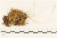 登錄號:B00013702藏品圖，第1張