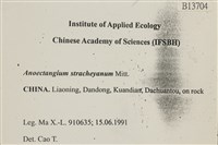 扭葉叢本蘚藏品圖，第2張