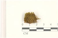 扭葉叢本蘚藏品圖，第1張