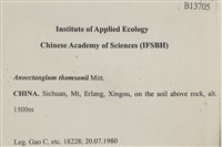 索氏叢本蘚藏品圖，第2張