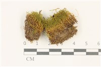 索氏叢本蘚藏品圖，第1張