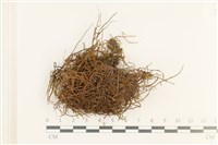 小牛舌蘚藏品圖，第1張