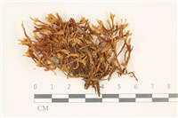 登錄號:B00013710藏品圖，第1張