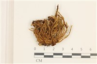 登錄號:B00013721藏品圖，第1張