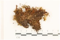 登錄號:B00013723藏品圖，第1張