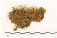 登錄號:B00013724藏品圖，第1張