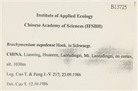 那霸短月蘚藏品圖，第2張