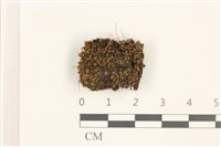 那霸短月蘚藏品圖，第1張