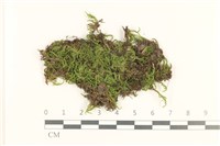 白青蘚藏品圖，第1張