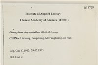 黃葉細濕蘚藏品圖，第2張