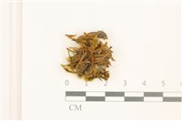 登錄號:B00013732藏品圖，第1張