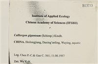 大葉濕原蘚藏品圖，第2張