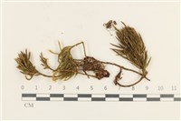 登錄號:B00013736藏品圖，第1張