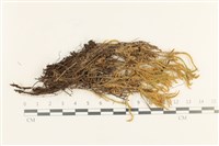 登錄號:B00013737藏品圖，第1張