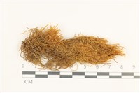 登錄號:B00013738藏品圖，第1張
