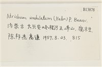 仙鶴蘚藏品圖，第2張