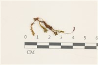 登錄號:B00013880藏品圖，第1張