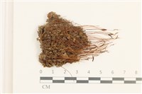 仙鶴蘚藏品圖，第1張