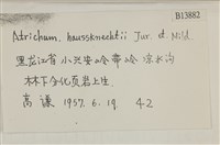 仙鶴蘚藏品圖，第2張