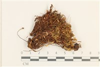 仙鶴蘚藏品圖，第1張