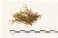 登錄號:B00014030藏品圖，第1張