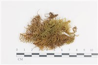 登錄號:B00014031藏品圖，第1張