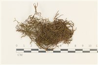 登錄號:B00014033藏品圖，第1張