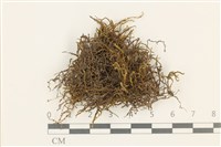 登錄號:B00014034藏品圖，第1張