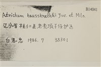 仙鶴蘚藏品圖，第2張