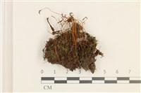 仙鶴蘚藏品圖，第1張