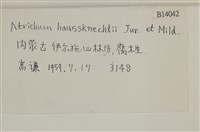 仙鶴蘚藏品圖，第2張