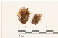 仙鶴蘚藏品圖，第1張