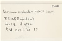 仙鶴蘚藏品圖，第2張