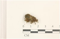 登錄號:B00014049藏品圖，第1張