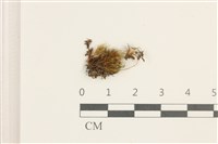 登錄號:B00014051藏品圖，第1張
