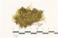 登錄號:B00014056藏品圖，第1張