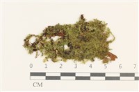 登錄號:B00014057藏品圖，第1張