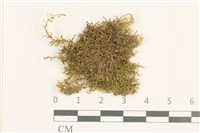 登錄號:B00014058藏品圖，第1張