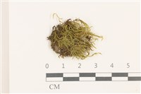 登錄號:B00014062藏品圖，第1張