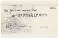 那霸短月蘚藏品圖，第2張