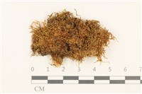 登錄號:B00014066藏品圖，第1張