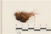 登錄號:B00014067藏品圖，第1張