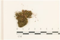 登錄號:B00014075藏品圖，第1張