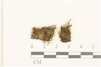 登錄號:B00014081藏品圖，第1張